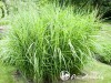 Miskantas kininis ,Zebrinus' (lot.  Miscanthus sinensis)